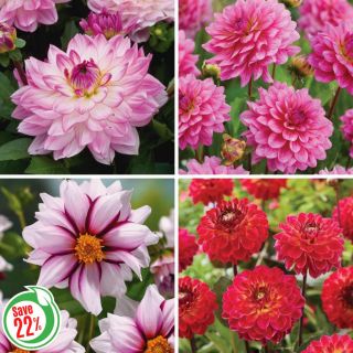 Dahlia Collection 2 Thumbnail